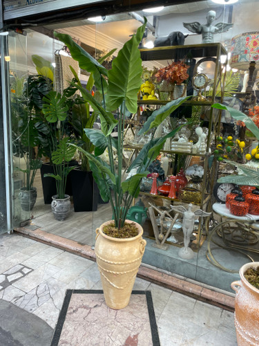 درختچه بابا آدم ۱۵برگ ۱۸۰سانتی وارداتی
