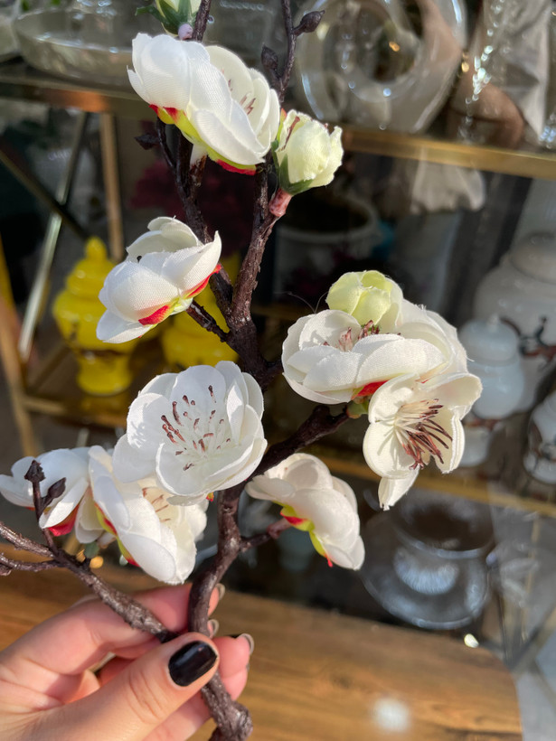 شکوفه ژاپنی مینیاتوری وارداتی