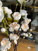 شکوفه ژاپنی وارداتی