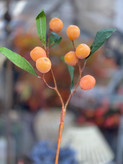 شاخه ازگیل پاییزی وارداتی