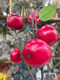 شاخه سیب پاییزی وارداتی