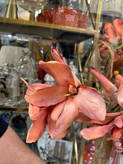 شاخه آلستر سوخته وارداتی