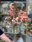 شاخه آلستر سوخته وارداتی